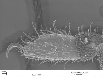 Media type: image;   Invertebrate Zoology 147385   shows cataloged_item 147385